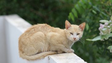 cute-cat