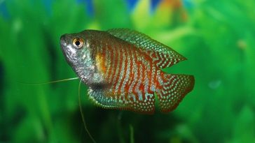 cute-unisex-fish-names