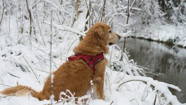 dog-in-snow