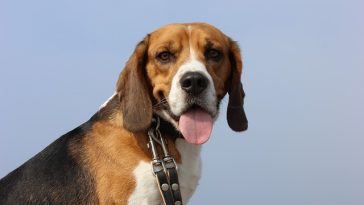 dog-think