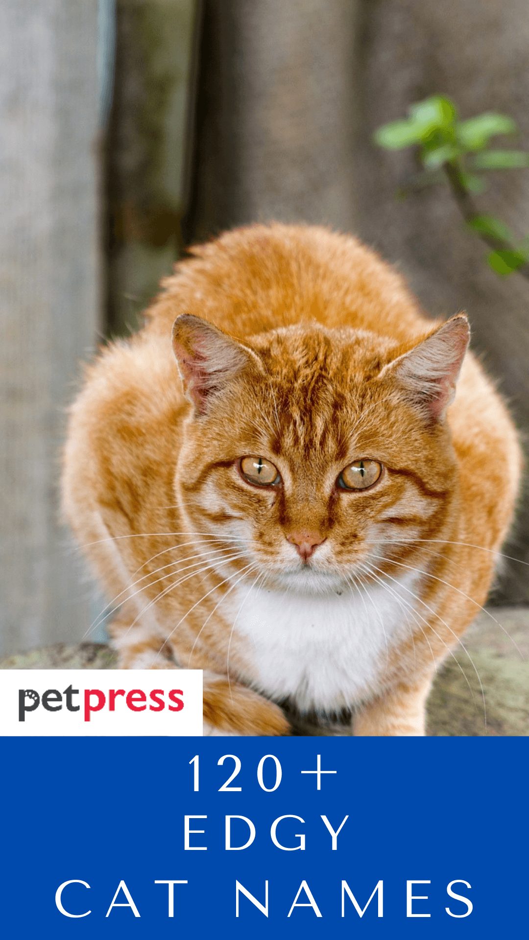 edgy-cat-names