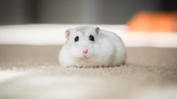 female-disney-hamster-names