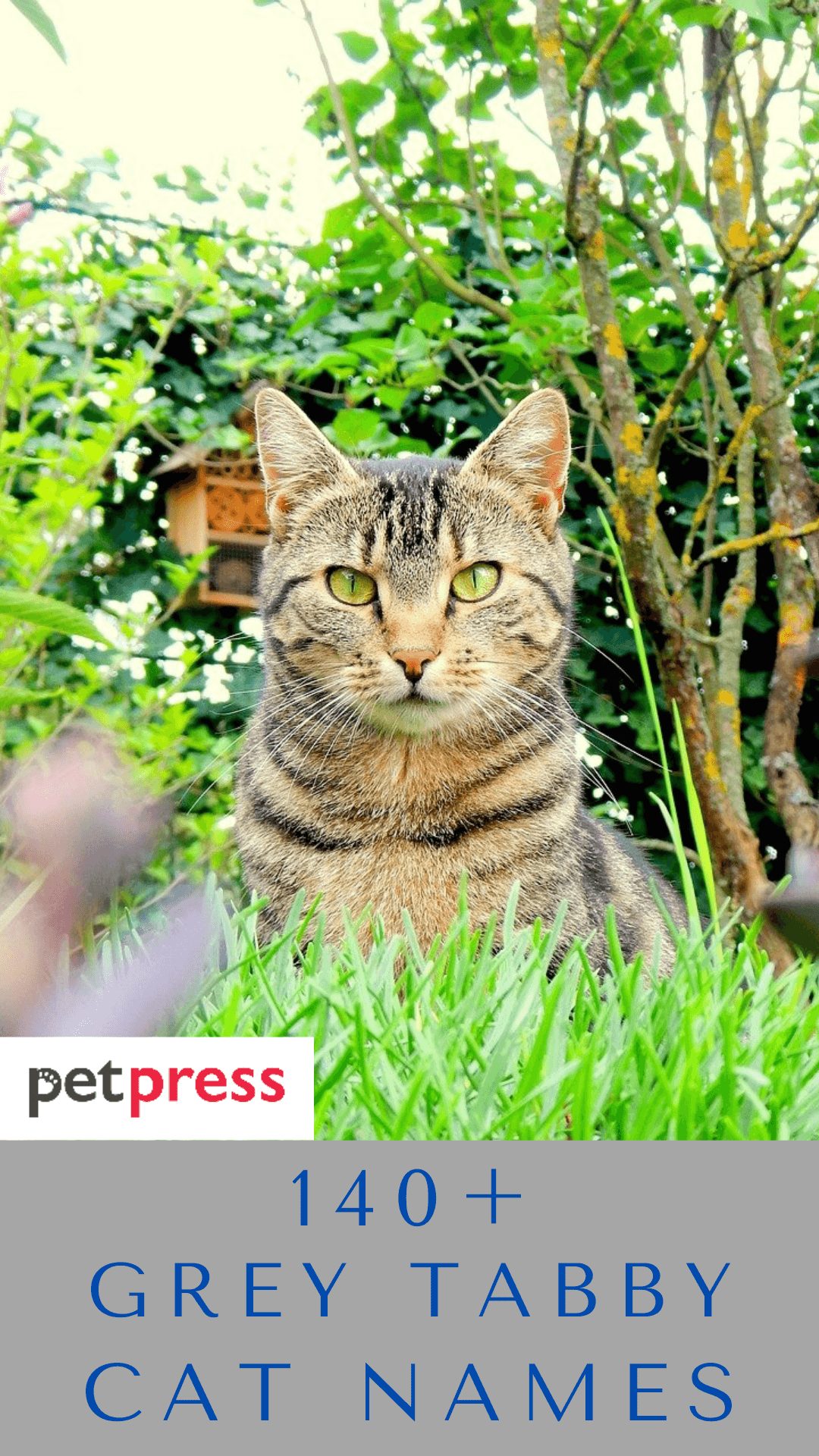 grey-tabby-cat-names