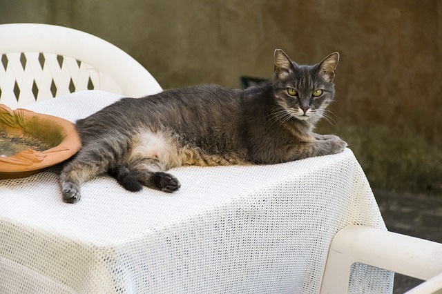 male-edgy-cat-names