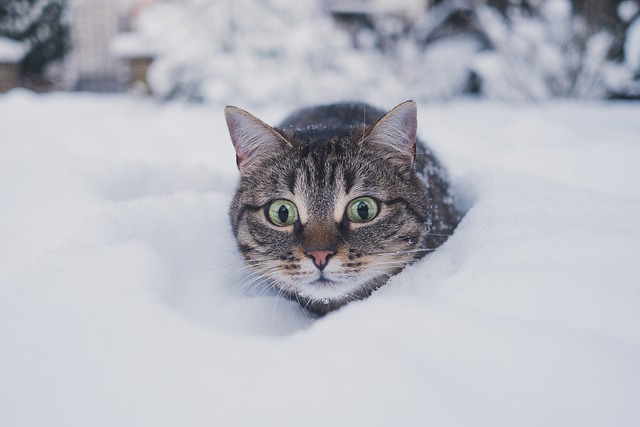 male-grey-tabby-cat-names
