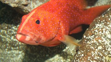 male-red-fish-names
