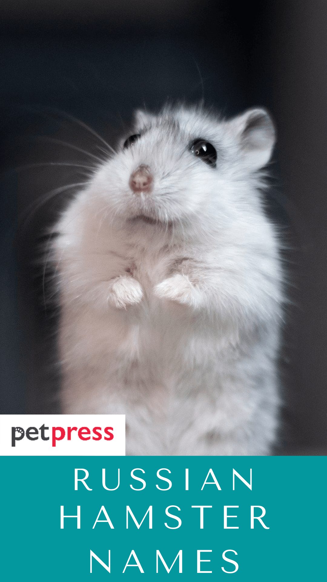 russian-hamster-names