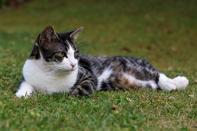 unique-edgy-cat-names