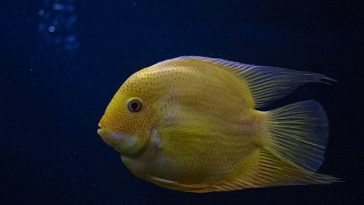 unique-unisex-fish-names