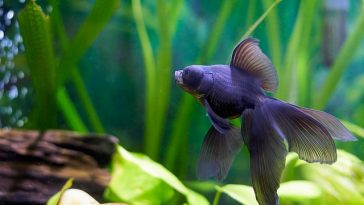 unisex-black-fish-names