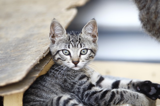 unisex-grey-tabby-cat-names