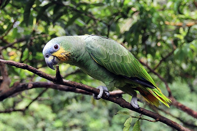 10-letter-male-bird-names