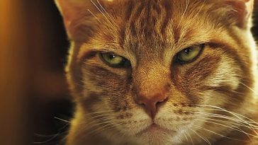 Cat Strange