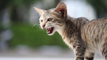 cat-yowling