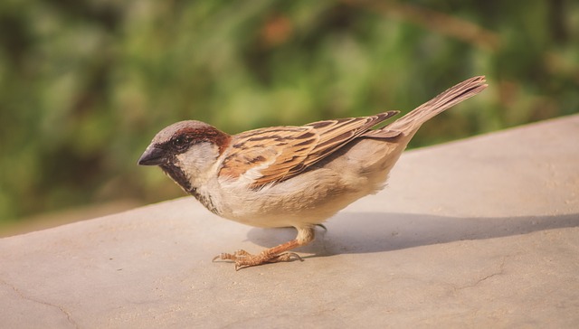 disgusting-bird-names
