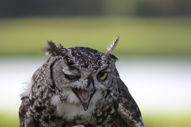 funny-weird-bird-names
