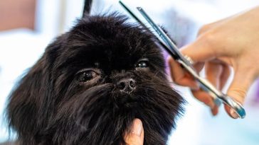 Dog Groomer