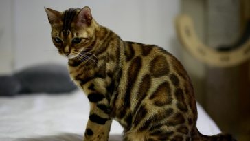 male-serengeti-cat-names