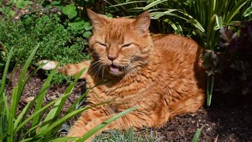 old-cat-yowl