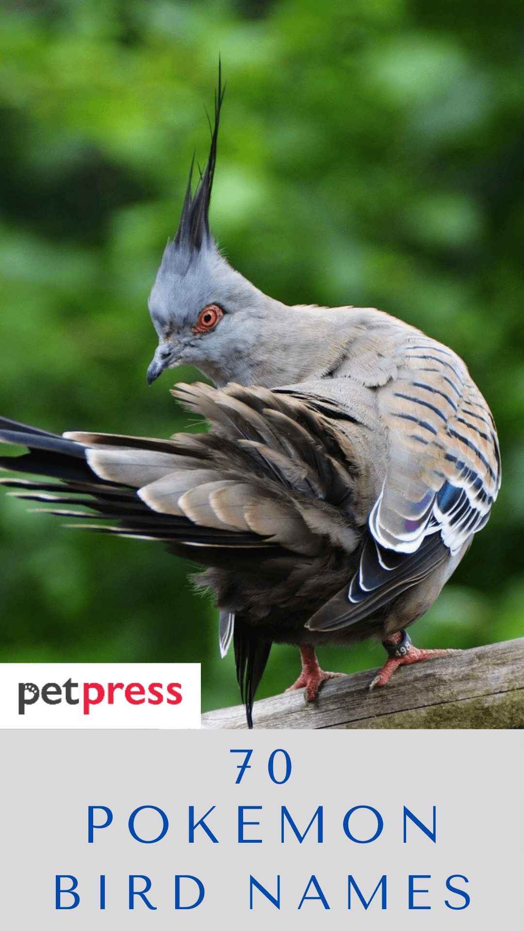 pokemon-bird-names