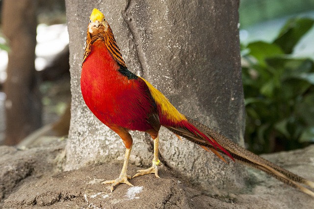 shocking-bird-names