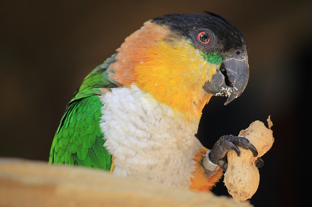 unique-weird-bird-names