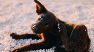 Dog Fleas