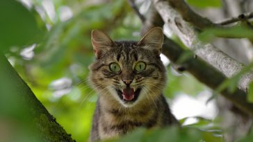 aggressive-cat