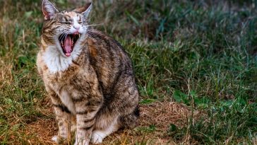brown-white-male-cat-names