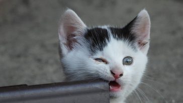 cat-bite