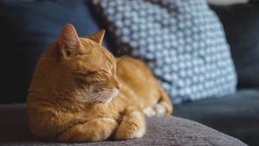 cat-love-owner