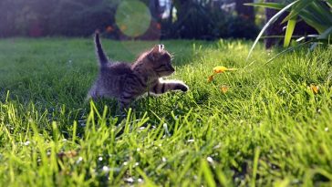 cat-playing-outside