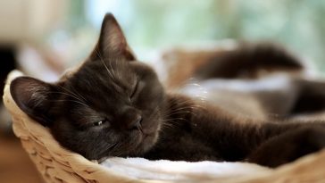 cat-purr