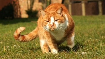cat-walk-tails-down