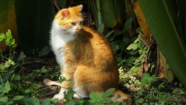 cat-years