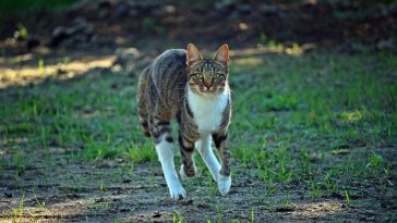 grown-cat