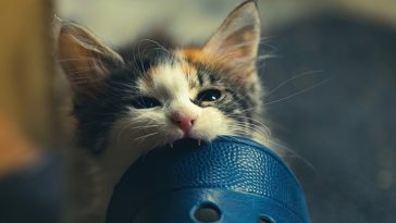 kitten-bites
