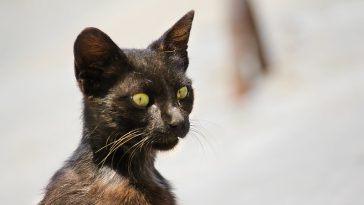 male-egyptian-cat-names
