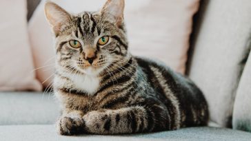 male-looney-tunes-cat-names
