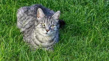 male-new-orleans-cat-names