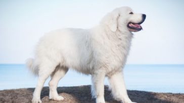 100+ Best Polish Dog Names - Male & Female Polish Names For A Dog