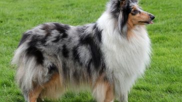 100+ Merle Dog Names for Your Beautiful Coated Pup