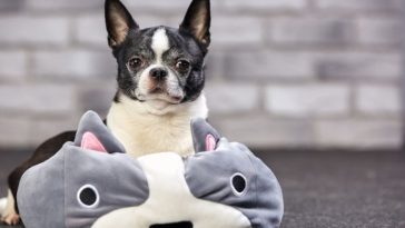 130+ Best Pokémon Dog Names - Dog Names Inspired by Pokémon