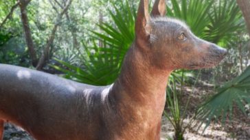 70+ Aztec Dog Names - Best Aztec Name Ideas for Your Pet