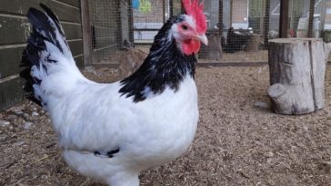 The Best 100+ Black and White Chicken Names to Choose From