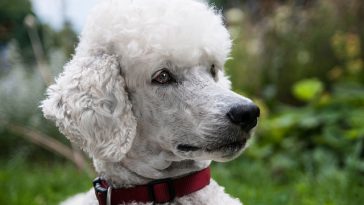 classic-dog-collar