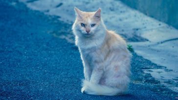 female-buff-cat-names
