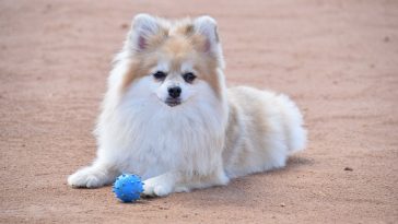 female-gemstone-dog-names