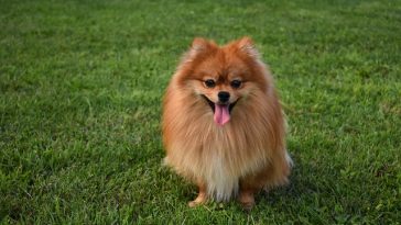 female-ginger-dog-names