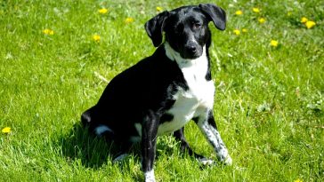 female-michigan-dog-names